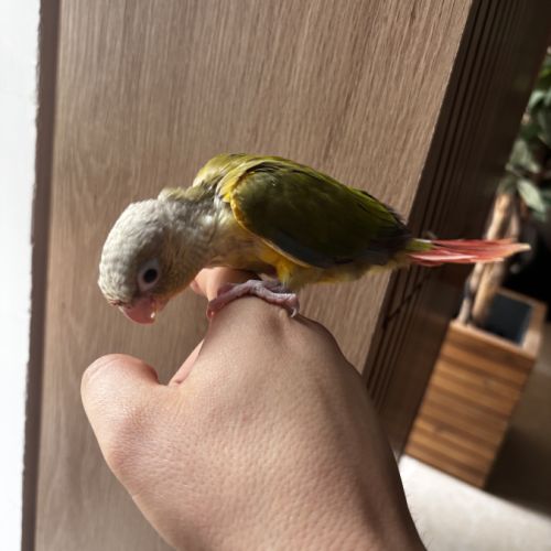 Conure ananas eam #2