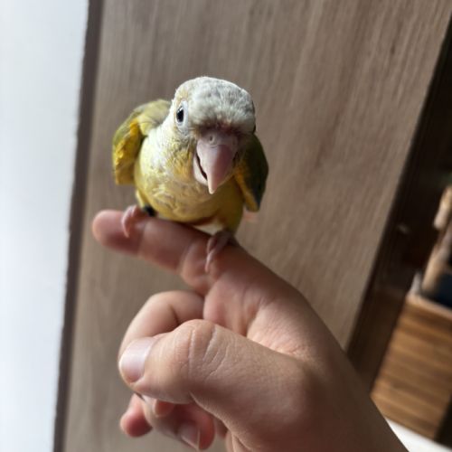 Conure ananas eam #0