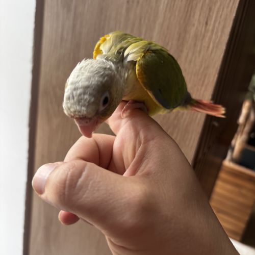 Conure ananas eam #4