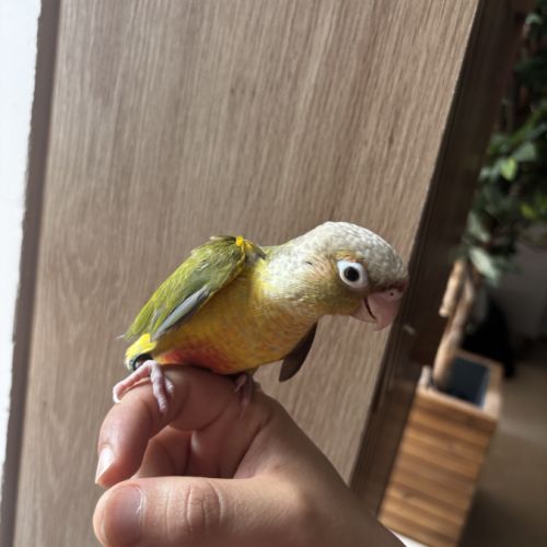 Conure ananas eam #6