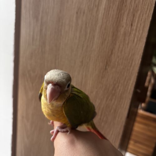 Conure ananas eam #7