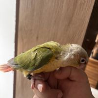 Conure ananas eam #1