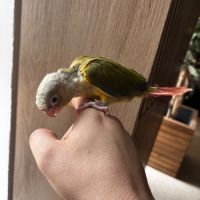 Conure ananas eam #2