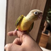 Conure ananas eam #5