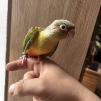Conure ananas eam #8