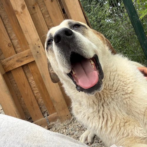 Baloo grand cœur sur pattes #3