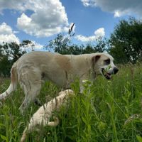 Baloo grand cœur sur pattes #4