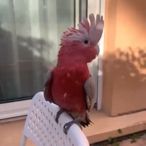 Cacatoès rosalbin à vendre urgent