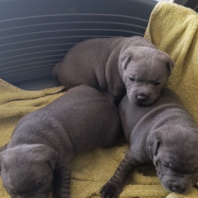 Staffie/staffy chiot bleu blue #1