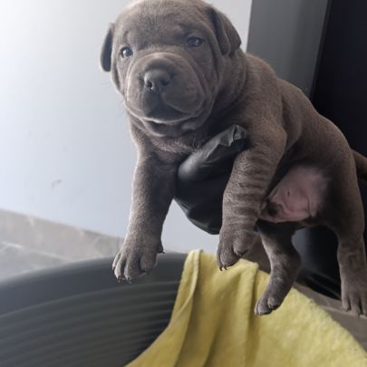 Staffie/staffy chiot bleu blue #2