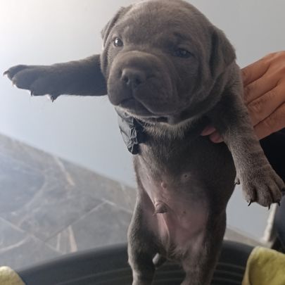 Staffie/staffy chiot bleu blue #3