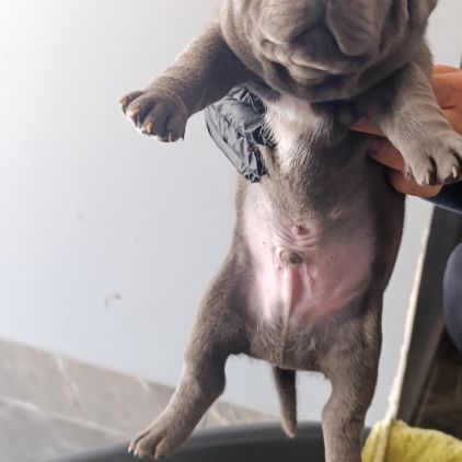 Staffie/staffy chiot bleu blue