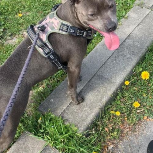 Staffie/staffy chiot bleu blue #5
