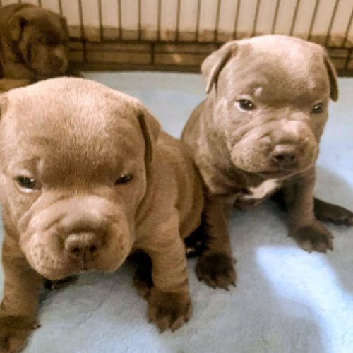 Staffie/staffy chiot bleu blue