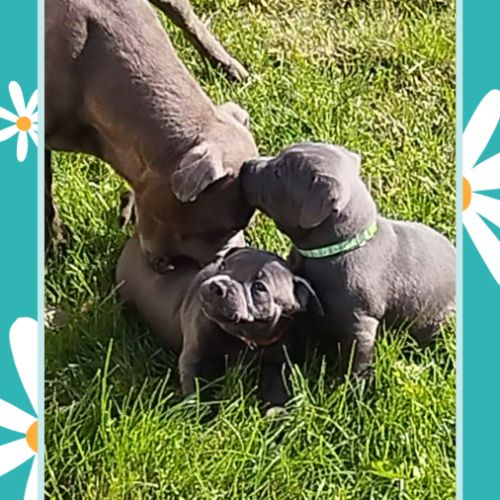 Staffie/staffy chiot bleu blue