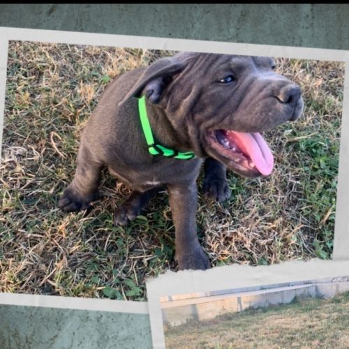 Staffie/staffy chiot bleu blue /gris #2