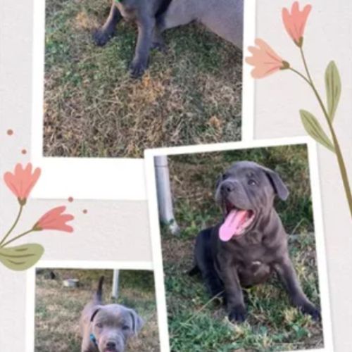 Staffie/staffy chiot bleu blue /gris #4