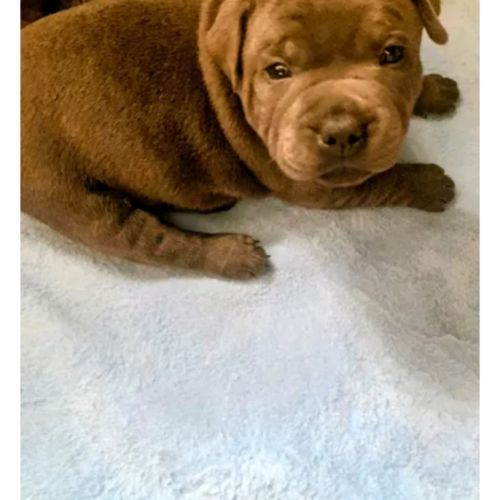 Staffie/staffy chiot bleu blue /gris #5