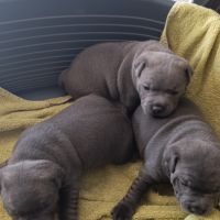 Staffie/staffy chiot bleu blue #1