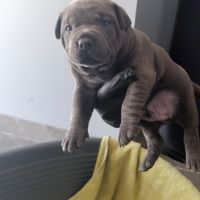 Staffie/staffy chiot bleu blue #2