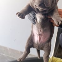 Staffie/staffy chiot bleu blue #0