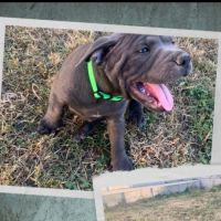 Staffie/staffy chiot bleu blue /gris #2