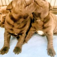 Staffie/staffy chiot bleu blue /gris #3