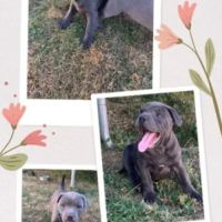 Staffie/staffy chiot bleu blue /gris #4