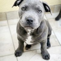 Chiot staffie/staffy chiot bleu blue /gris