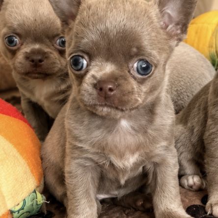 Disponible chihuahua femelle lavande