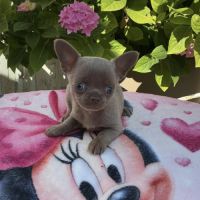 Chihuahua femelle lavande