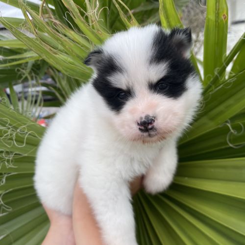Pomsky chiots à réserver #1