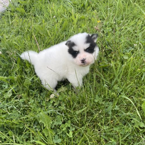 Pomsky chiots à réserver #2