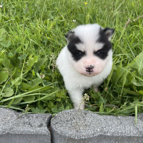 Pomsky chiots à réserver #4