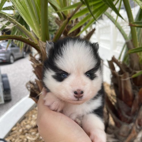 Pomsky chiots à réserver #5