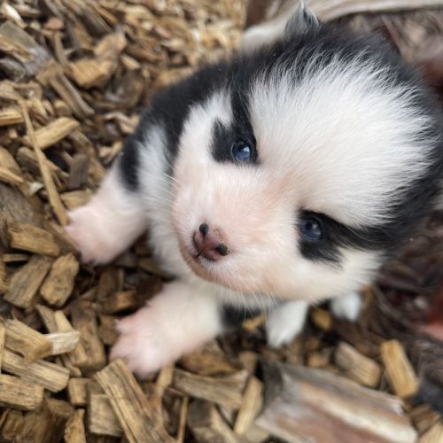 Pomsky chiots à réserver #0