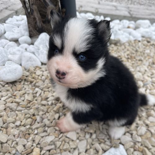 Pomsky chiots à réserver #9