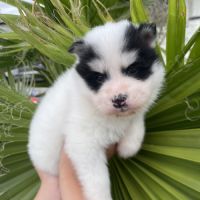 Pomsky chiots à réserver #1