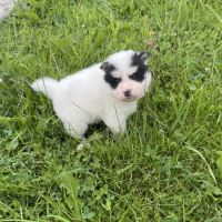 Pomsky chiots à réserver #2