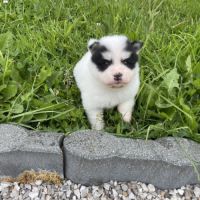 Pomsky chiots à réserver #3