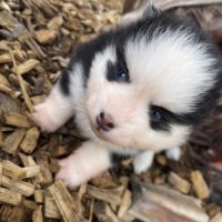 Pomsky chiots à réserver