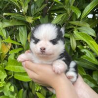Pomsky chiots à réserver #7