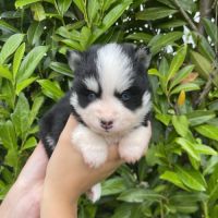 Pomsky chiots à réserver #8