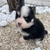 Pomsky chiots à réserver #9