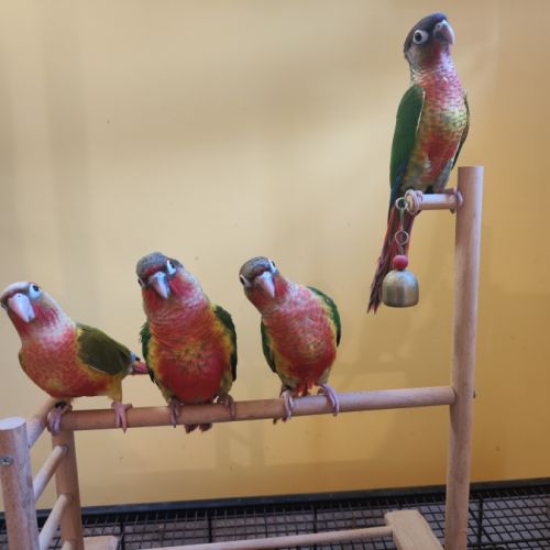 Conure de molina eam #0