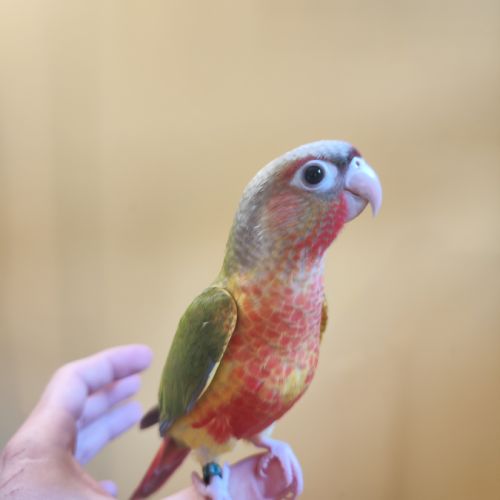 Conure de molina eam #5