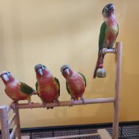 Conure de molina eam