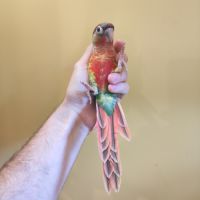 Conure de molina eam #3