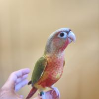 Conure de molina eam #5