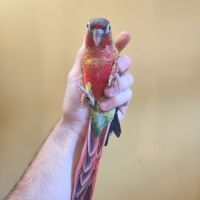 Conure de molina eam #6